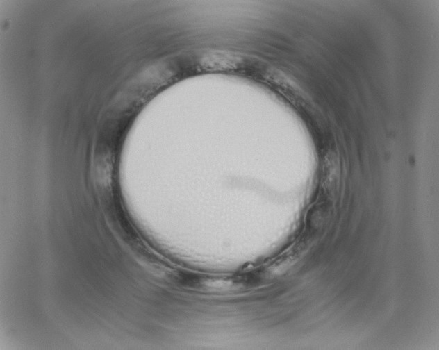 X0000062900315200602031838