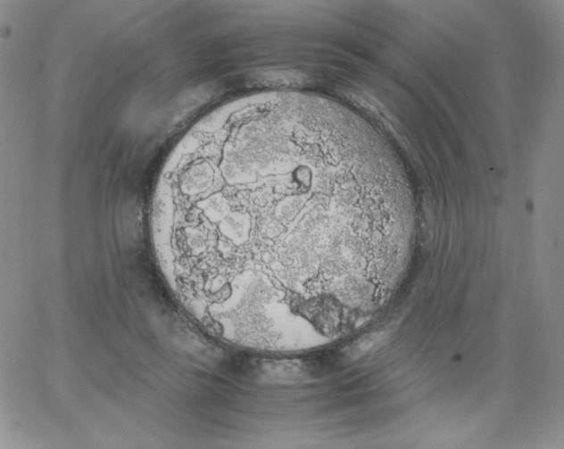 X0000062900355200602031838