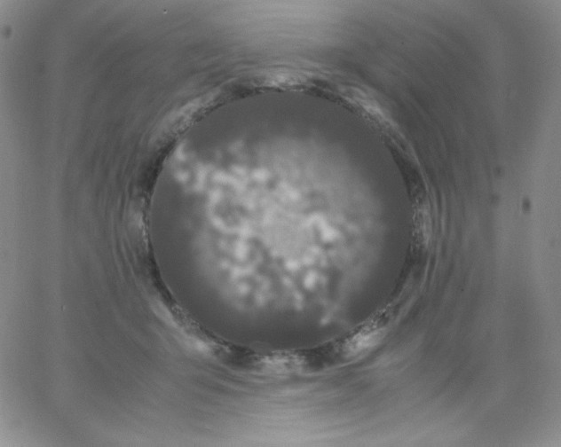 X0000062900415200602031837