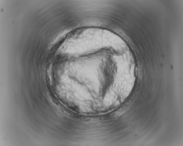 X0000062900434200602031836