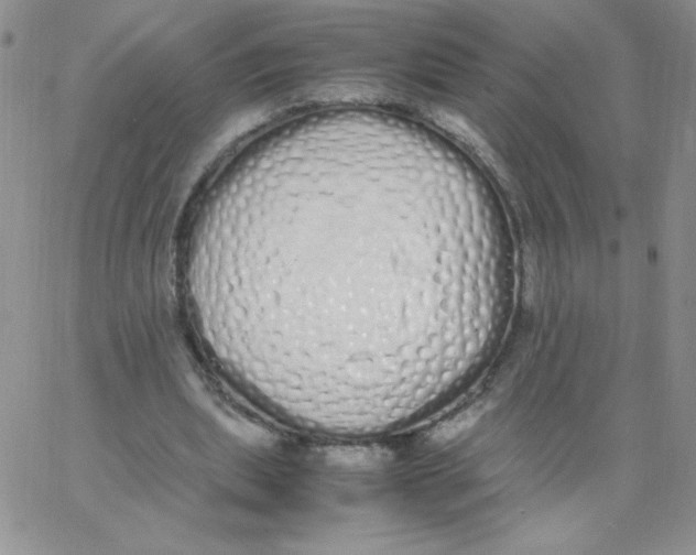 X0000062900439200602031836