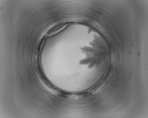 X0000062900444200602031836