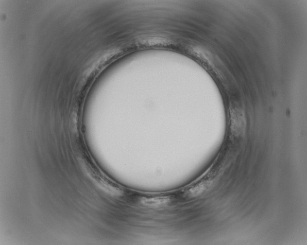 X0000062900447200602031836