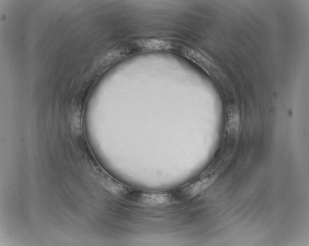 X0000062900469200602031836