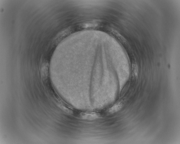 X0000062900475200602031836