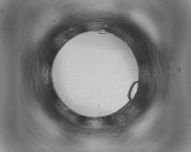 X0000062900525200602031835