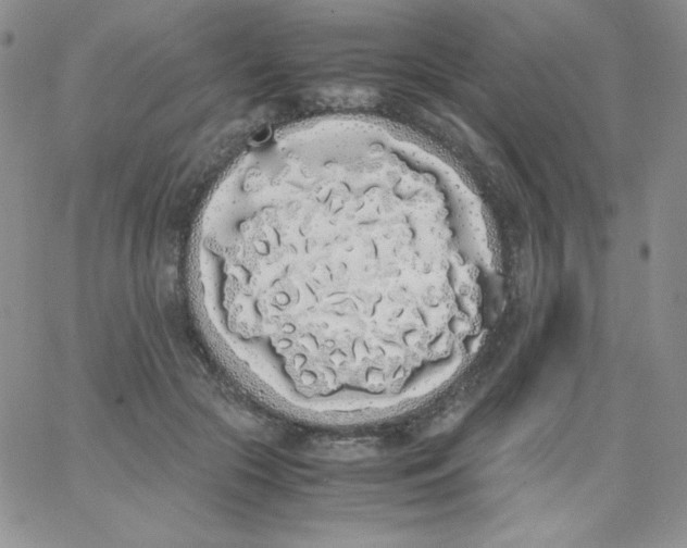 X0000062900553200602031835