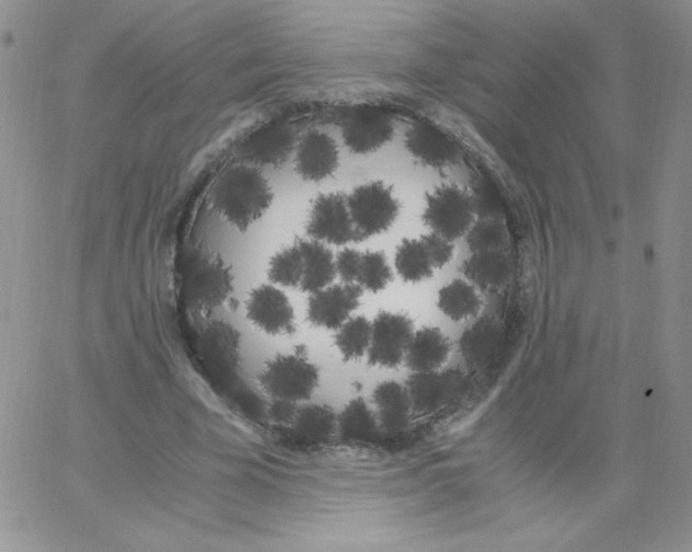 X0000062900585200602031834