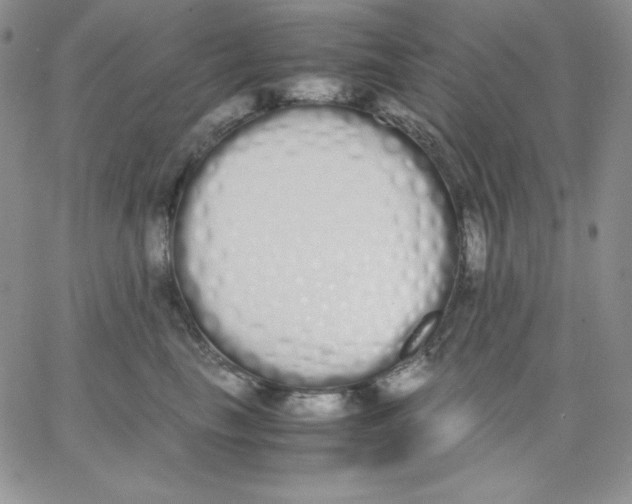 X0000062900665200602031833