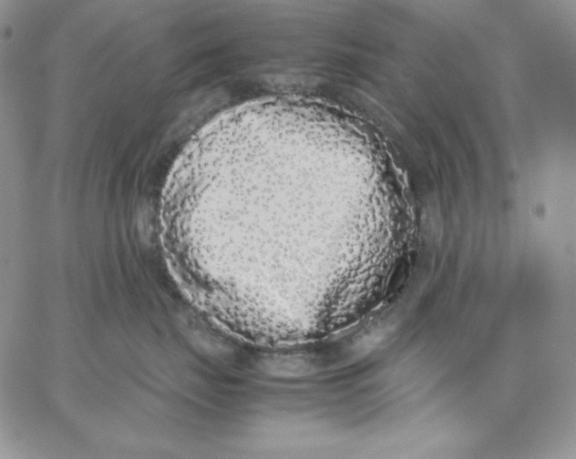 X0000062900671200602031833