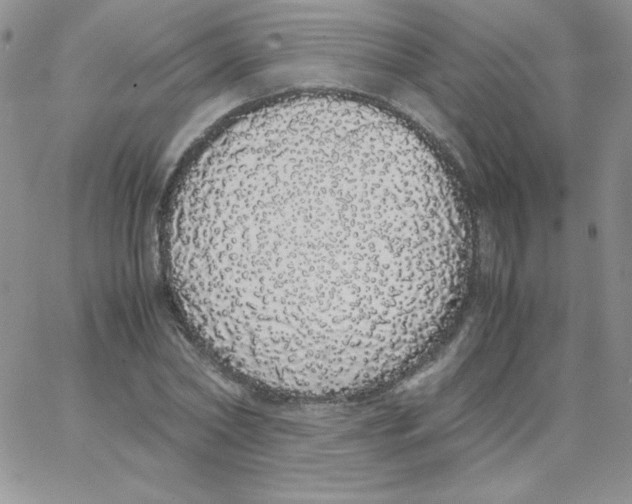 X0000062900782200602031831