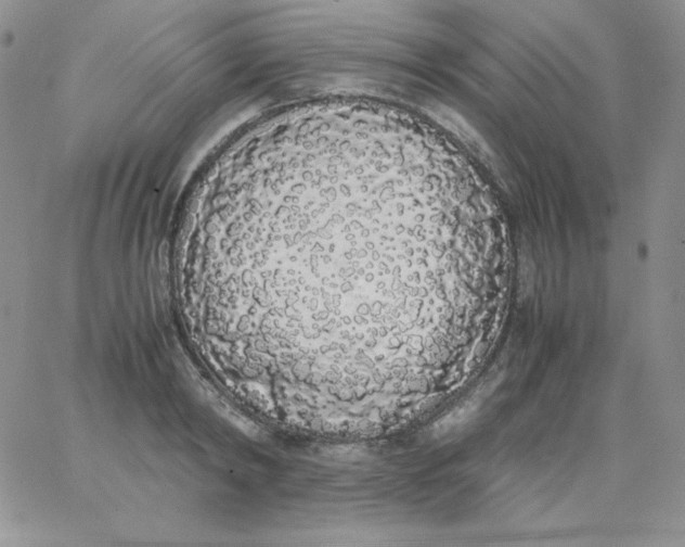 X0000062900798200602031831