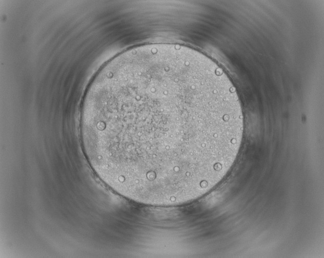 X0000062900856200602031830