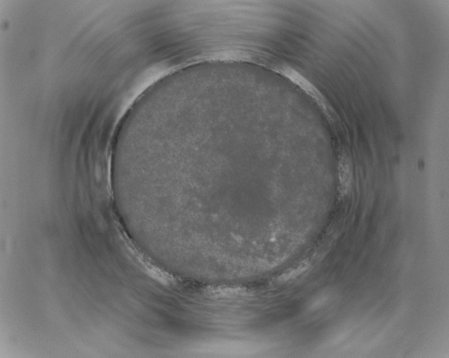 X0000062900886200602031829