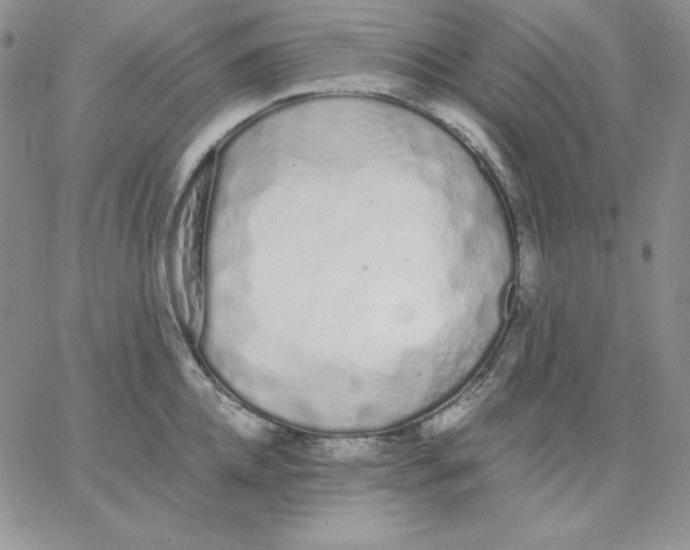 X0000062900952200602031829