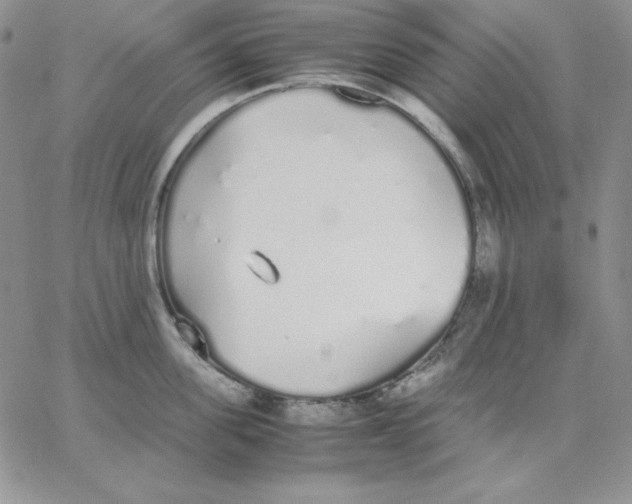 X0000062900955200602031829