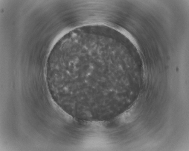 X0000062900958200602031829