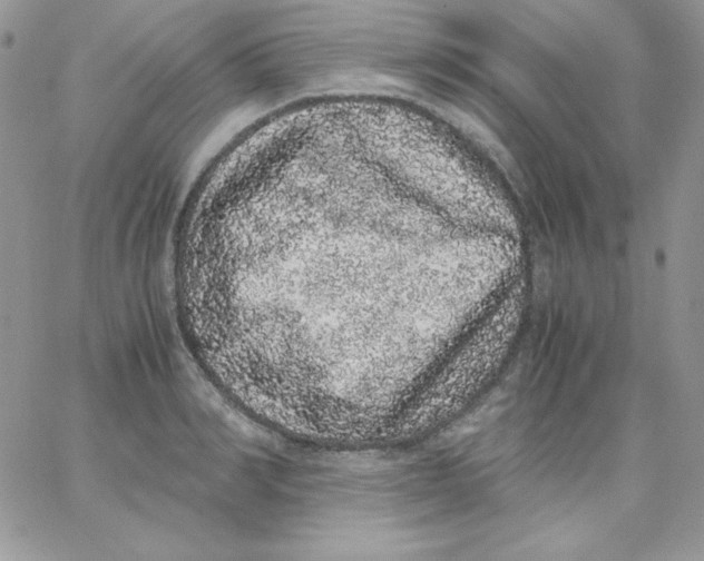 X0000062900990200602031827