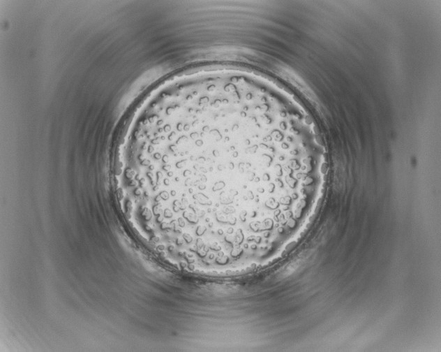 X0000062900994200602031827