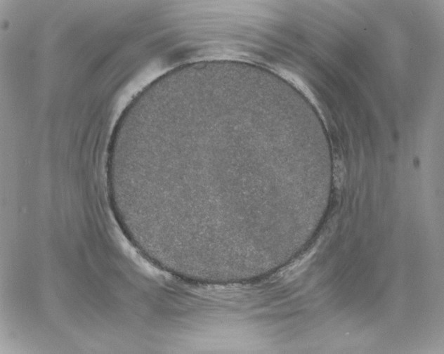 X0000062900995200602031827