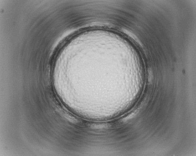 X0000062901021200602031827