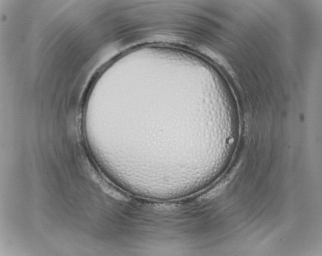 X0000062901029200602031827