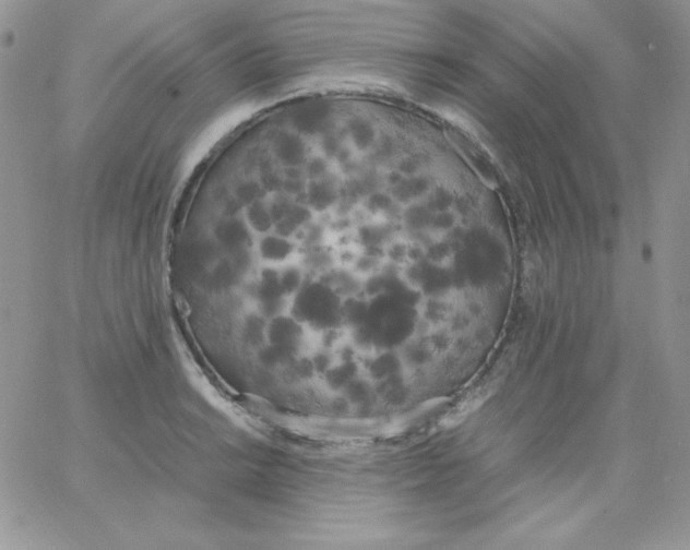 X0000062901038200602031827