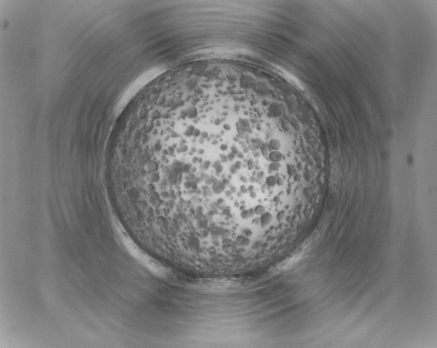 X0000062901042200602031827