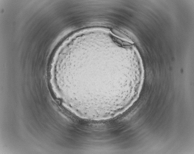 X0000062901043200602031827