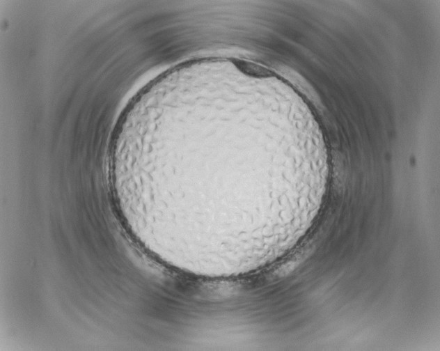 X0000062901044200602031827