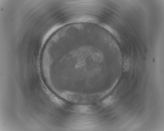 X0000062901086200602031826