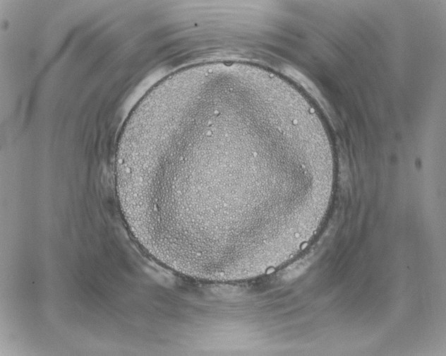 X0000062901097200602031826