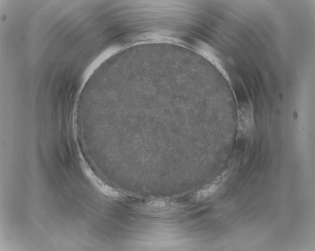 X0000062901098200602031826