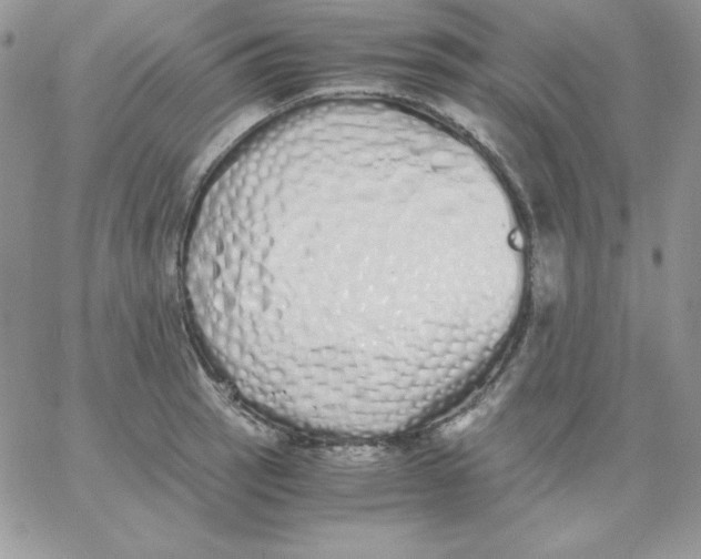 X0000062901137200602031825