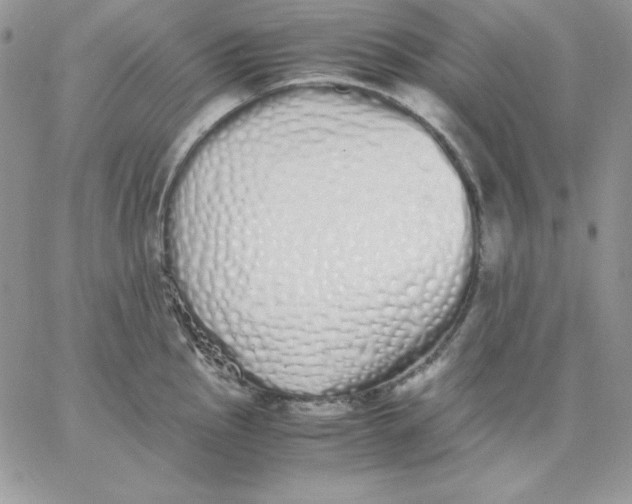 X0000062901145200602031825