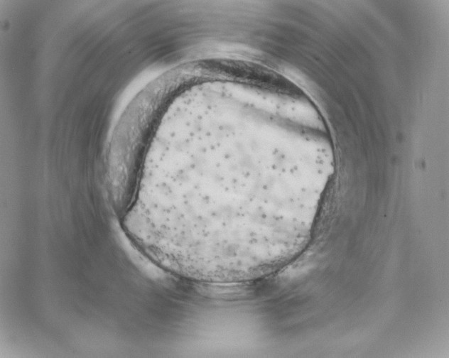 X0000062901152200602031826