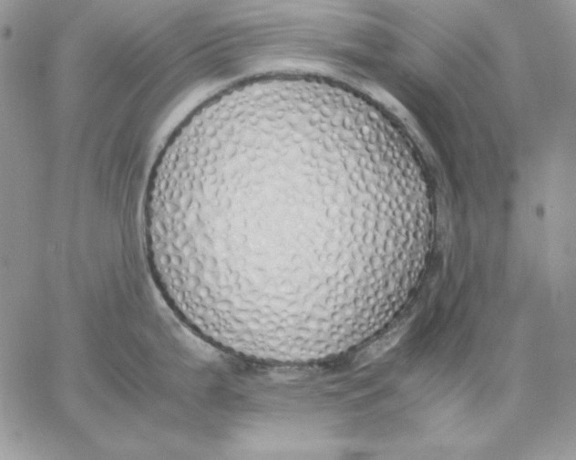 X0000062901199200602031824