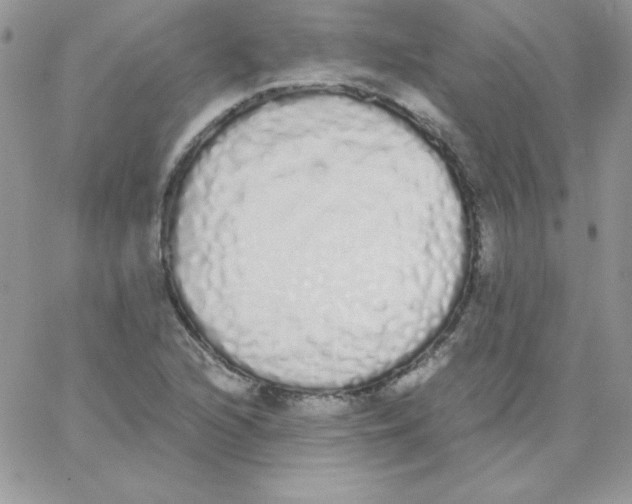 X0000062901216200602031824