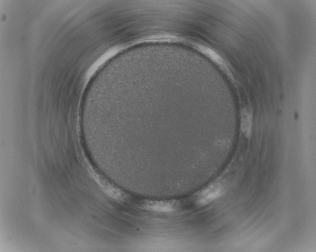 X0000062901229200602031824