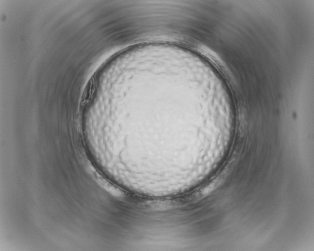 X0000062901236200602031824