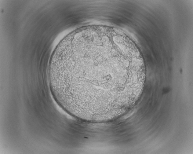 X0000062901247200602031824