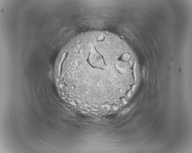 X0000062901251200602031823