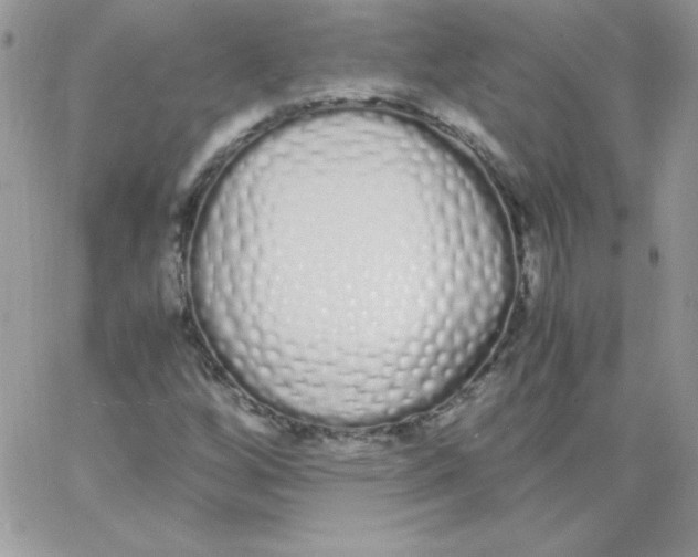 X0000062901256200602031823