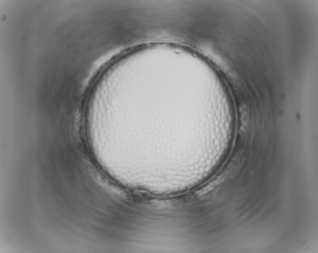 X0000062901264200602031823