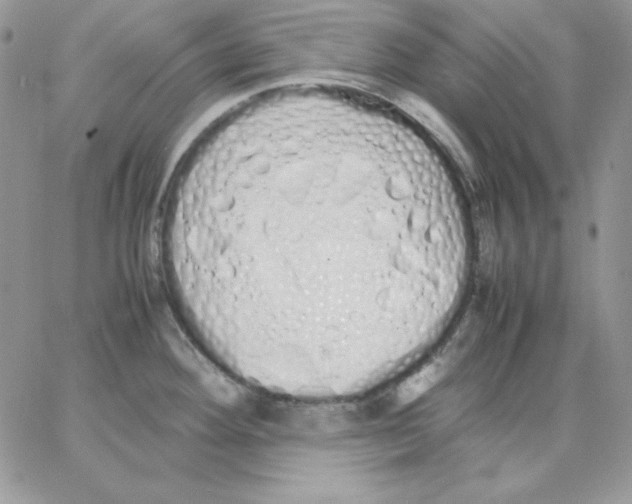 X0000062901292200602031823