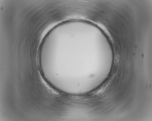 X0000062901295200602031823