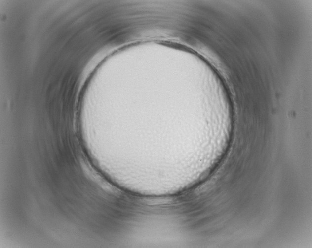 X0000062901296200602031823