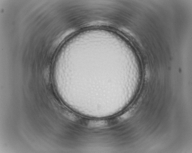 X0000062901313200602031822