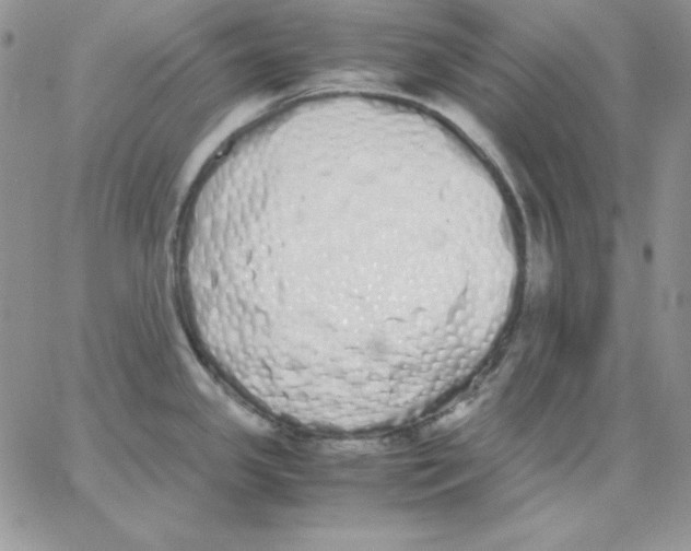 X0000062901341200602031822