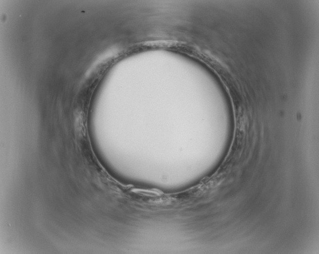 X0000062901351200602031822